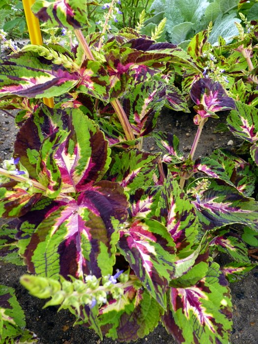 Solenostemon x 'King multicolore'